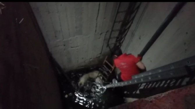 Su Kuyusuna Düşen Köpek Kurtarıldı