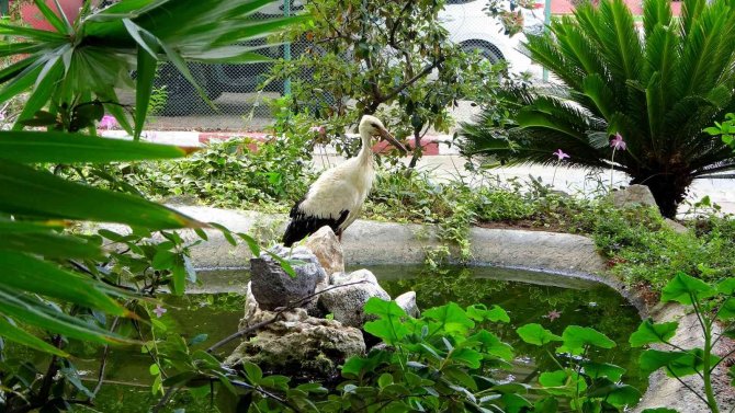 Yuvasından Düşen Yavru Leylek Korumaya Alındı