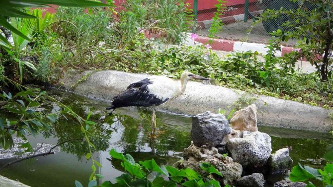Yuvasından Düşen Yavru Leylek Korumaya Alındı
