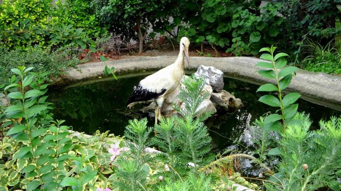 Yuvasından Düşen Yavru Leylek Korumaya Alındı