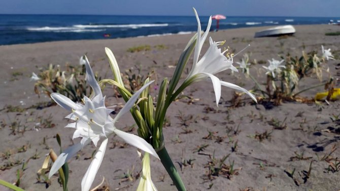 Nesli Tükenen Bu Çiçeği Kopartmanın Cezası Dudak Uçuklatıyor