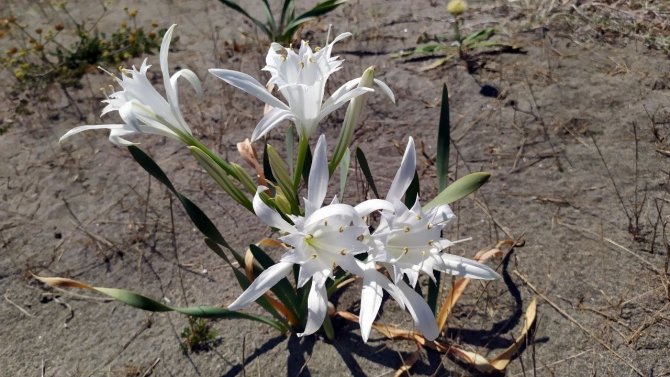 Nesli Tükenen Bu Çiçeği Kopartmanın Cezası Dudak Uçuklatıyor