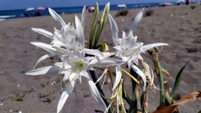 Nesli Tükenen Bu Çiçeği Kopartmanın Cezası Dudak Uçuklatıyor