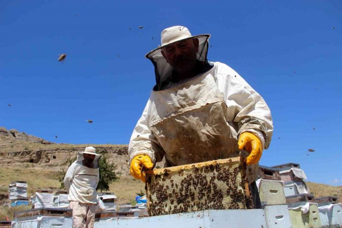 En Tatlı Hasat Başladı