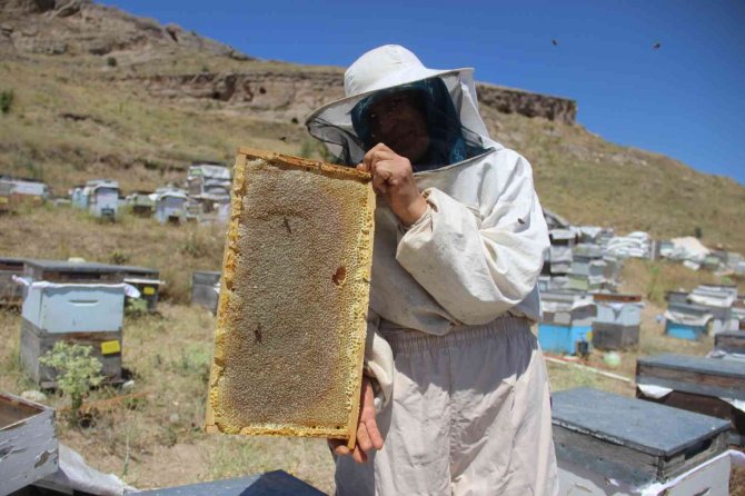 En Tatlı Hasat Başladı