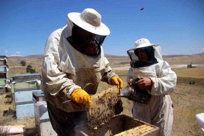 En Tatlı Hasat Başladı