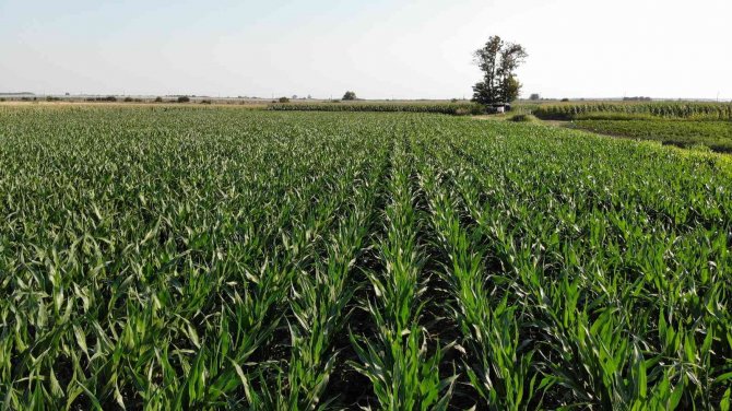 Trakya’da İlaçlanan Mısır Tarları Tırtıllardan Temizlendi
