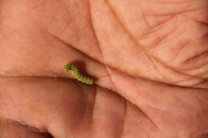 Trakya’da İlaçlanan Mısır Tarları Tırtıllardan Temizlendi