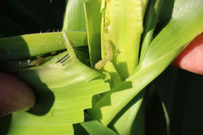 Trakya’da İlaçlanan Mısır Tarları Tırtıllardan Temizlendi