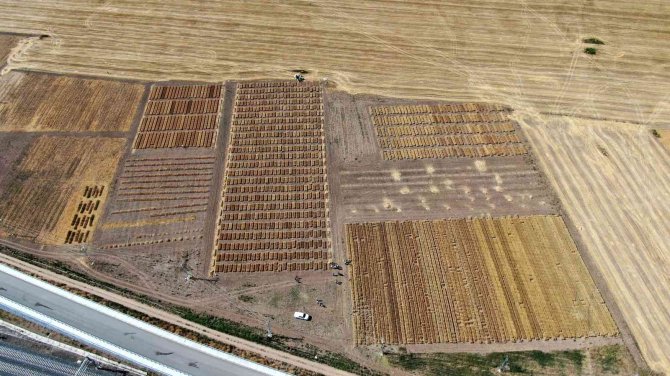 Dünya İçin Umut Olan Süper Buğdayda İlk Hasat Gerçekleşti