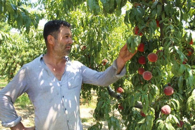 Şeftalide Rekolte Yüksek, Fiyatlar Düşük