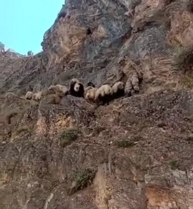 Kayalıklarda Mahsur Kalan Koyunlar Kurtarıldı