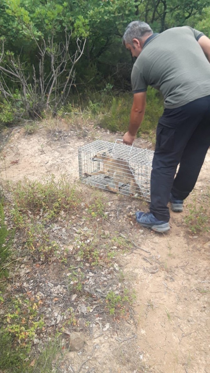 Yalova’da Köylüleri İllallah Ettiren Tilki Doğal Yaşam Alanına Bırakıldı