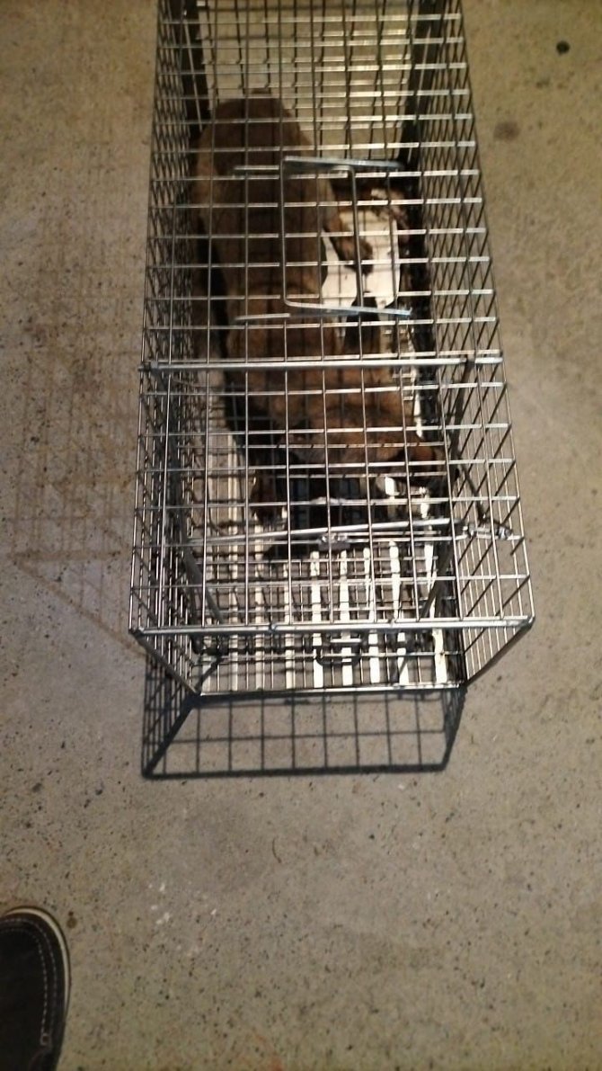 Yalova’da Köylüleri İllallah Ettiren Tilki Doğal Yaşam Alanına Bırakıldı