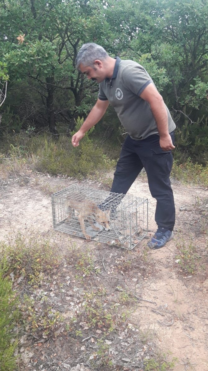 Yalova’da Köylüleri İllallah Ettiren Tilki Doğal Yaşam Alanına Bırakıldı