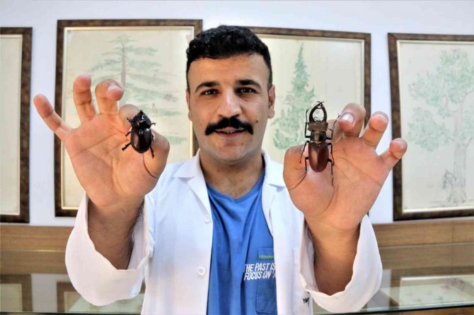 Yanan Ormanlık Alanlardan 60 Yıldır Toplanan Böcekler Bu Müzede Sergileniyor