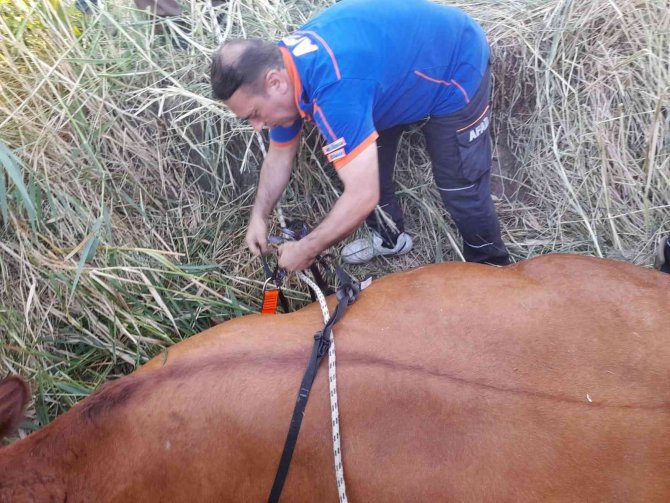 Sulama Kanalına Düşen İnek Kurtarıldı