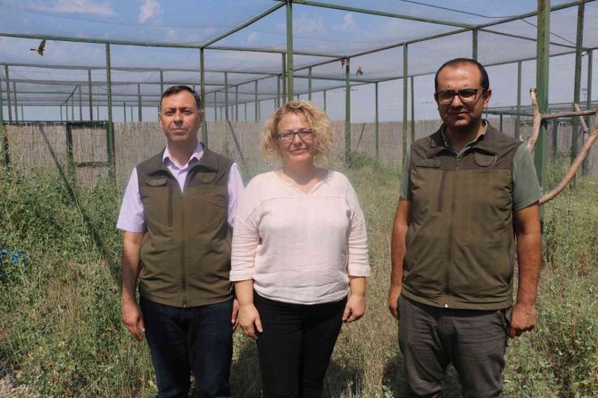 Afyonkarahisar’da 14 Kerkenez Doğaya Salındı