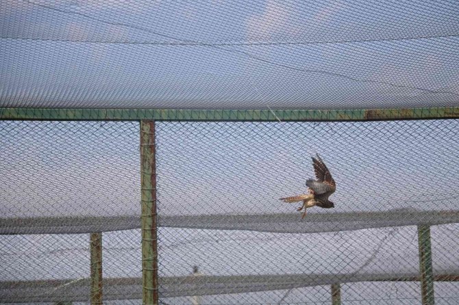 Afyonkarahisar’da 14 Kerkenez Doğaya Salındı