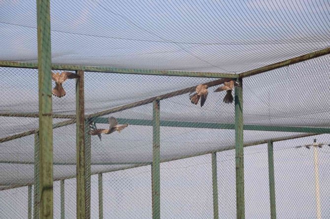 Afyonkarahisar’da 14 Kerkenez Doğaya Salındı