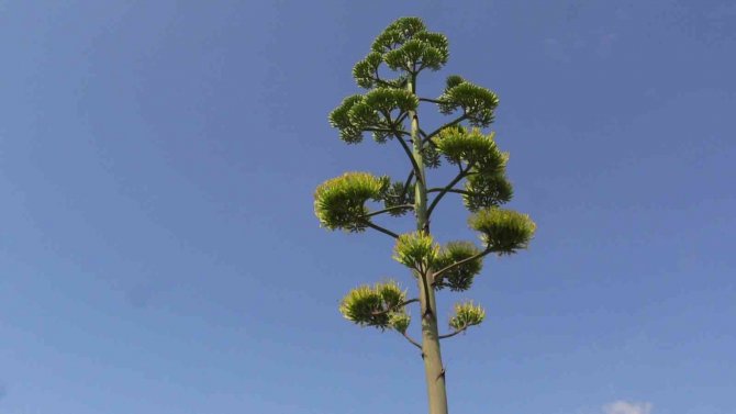 Agave Bitkisi 30 Yıl Sonra Çiçek Açtı