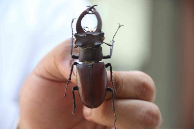 Yanan Ormanlık Alanlardan 60 Yıldır Toplanan Böcekler Bu Müzede Sergileniyor