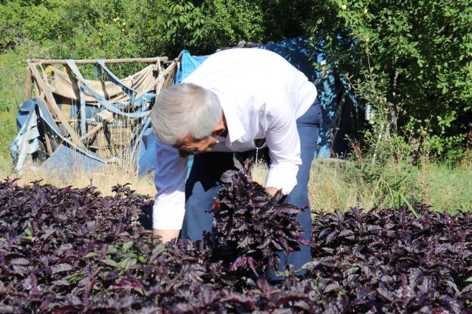 Mor Reyhanda Hasat Zamanı