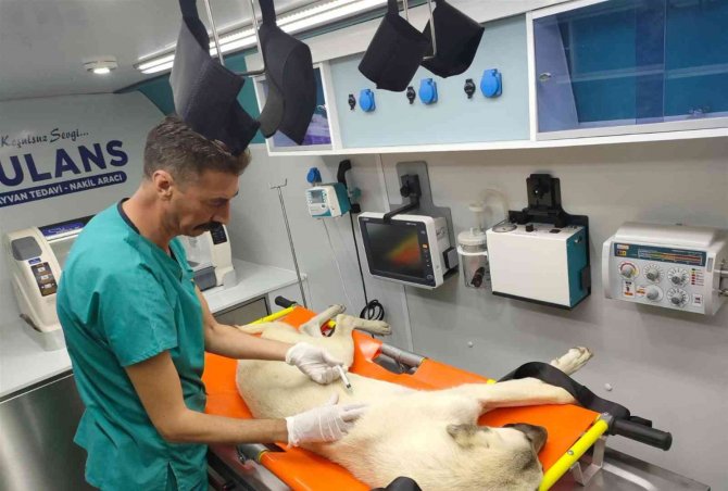 Balıkesir’de Sokak Hayvanları Vetbüs Ve Vetbülans’a Emanet