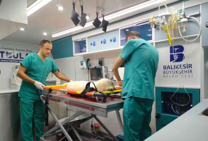 Balıkesir’de Sokak Hayvanları Vetbüs Ve Vetbülans’a Emanet