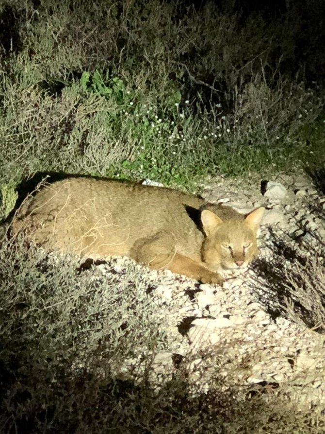 Nesli Tehlike Altında Olan ’Saz Kedisi’ Ölü Olarak Bulundu