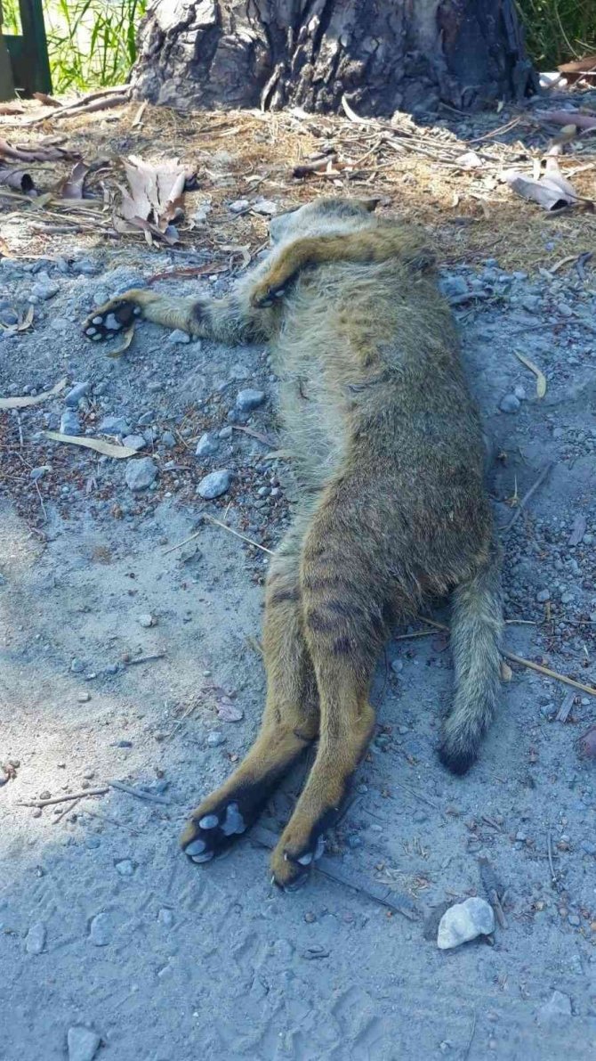 Nesli Tehlike Altında Olan ’Saz Kedisi’ Ölü Olarak Bulundu