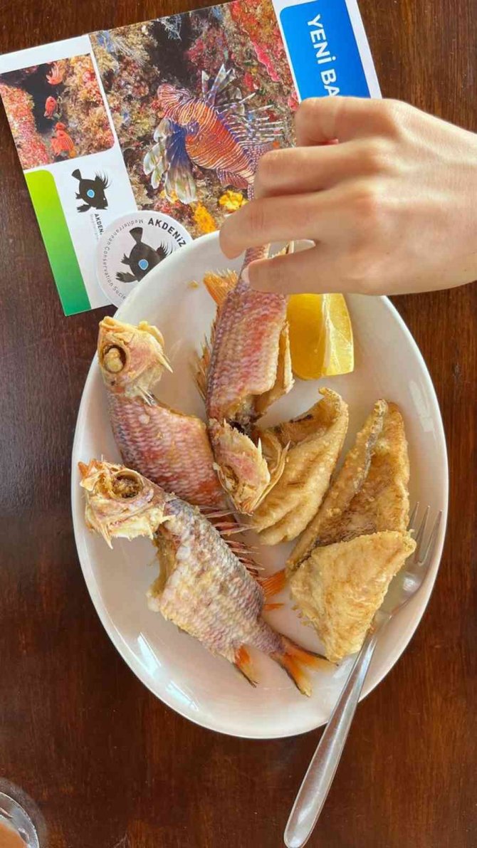 Bodrum’da Yeni Balık Türleri Semineri