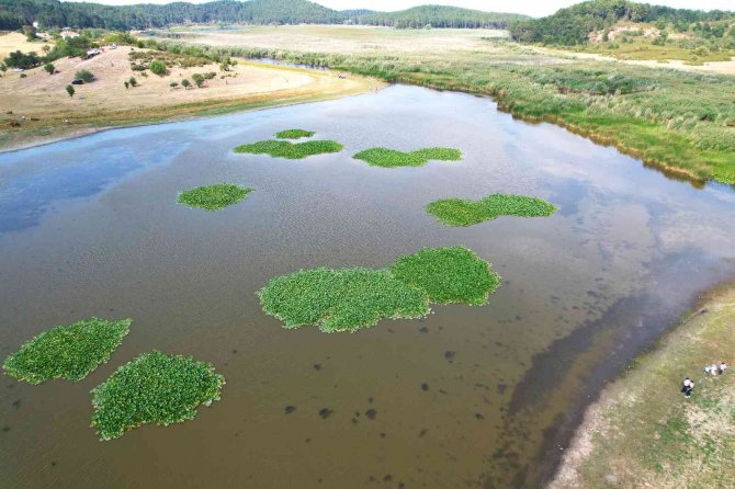 Süleymanlı Yayla Gölü’nde Nilüfer Şöleni