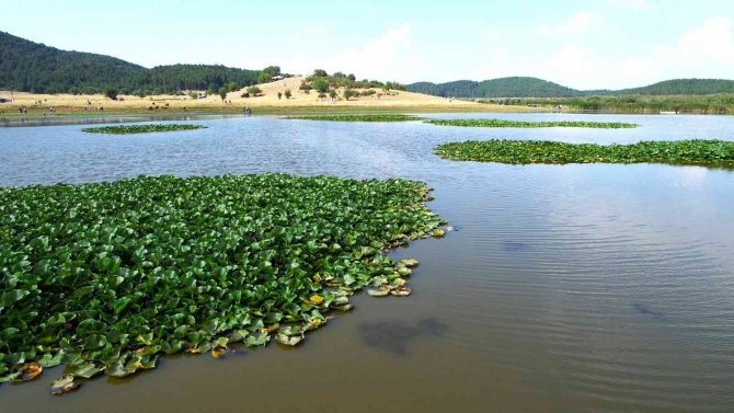Süleymanlı Yayla Gölü’nde Nilüfer Şöleni