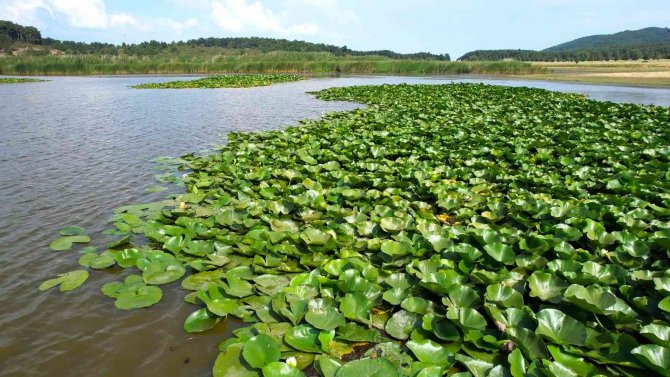 Süleymanlı Yayla Gölü’nde Nilüfer Şöleni