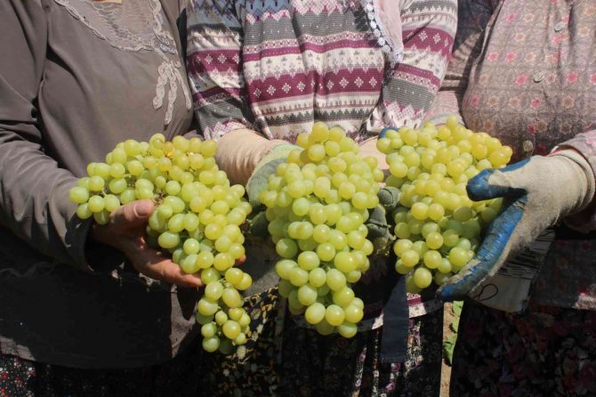 Çiftçiler Üzüm Taban Fiyatının Açıklanmasını Dört Gözle Bekliyor