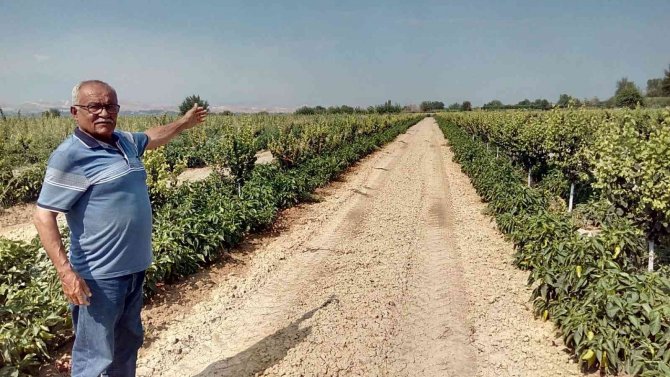 Pamukkale Ovasında Çiftçinin Yeni Umudu Salçalık Biber Oldu