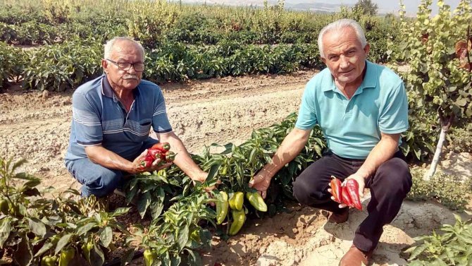 Pamukkale Ovasında Çiftçinin Yeni Umudu Salçalık Biber Oldu