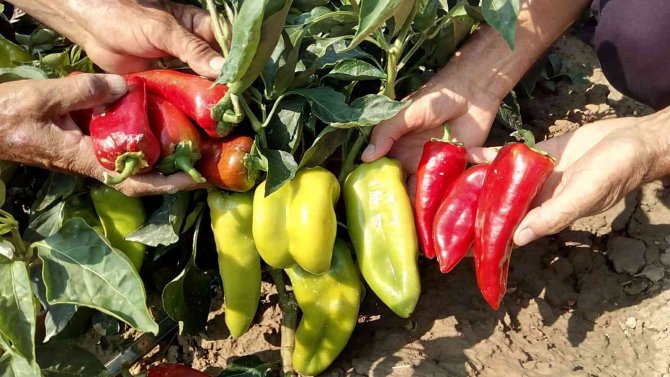 Pamukkale Ovasında Çiftçinin Yeni Umudu Salçalık Biber Oldu