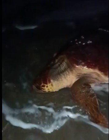 Yumurtlamaya Gelen Caretta Carettayı Böyle Kaçırdılar