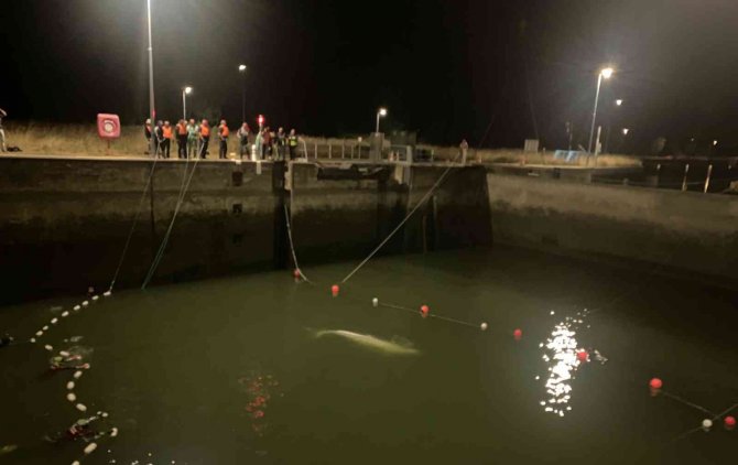 Fransa’da Nehirde Mahsur Kalan Beyaz Balina 6 Saatlik Operasyonla Sudan Çıkarıldı