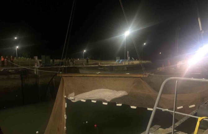 Fransa’da Nehirde Mahsur Kalan Beyaz Balina 6 Saatlik Operasyonla Sudan Çıkarıldı
