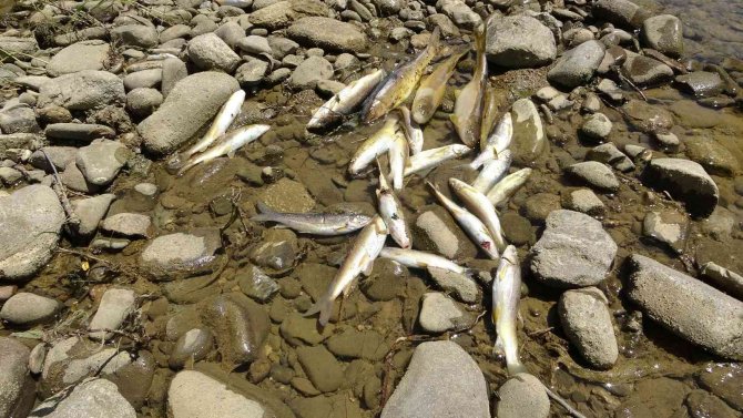 Yüksekova’da Korkutan Balık Ölümleri