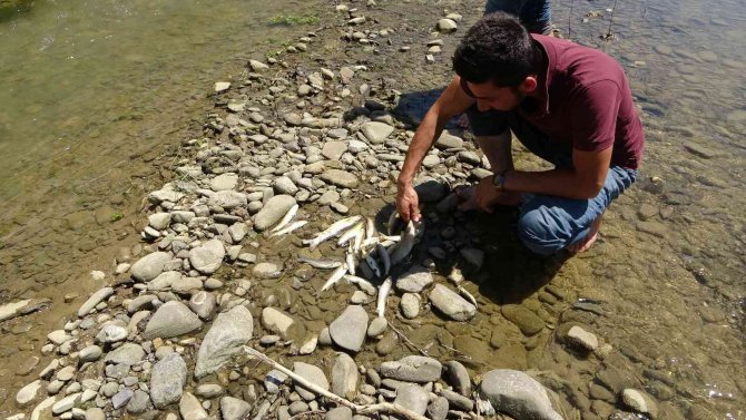 Yüksekova’da Korkutan Balık Ölümleri