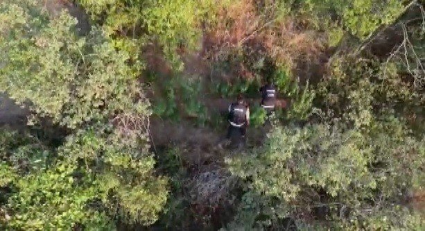 Ödemiş’te Bir Araziye Ekilen Hint Keneviri Dron İle Tespit Edildi