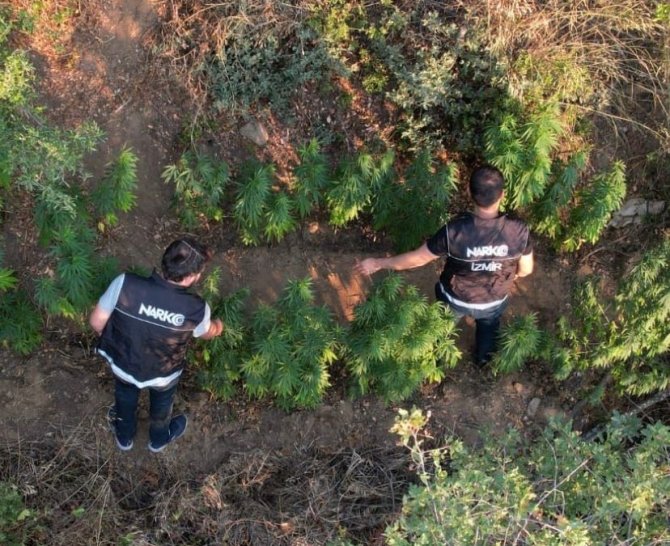 Ödemiş’te Bir Araziye Ekilen Hint Keneviri Dron İle Tespit Edildi