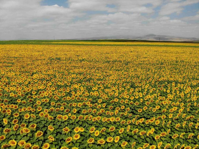 Kars’ta Tarlalar Sarıya Boyandı