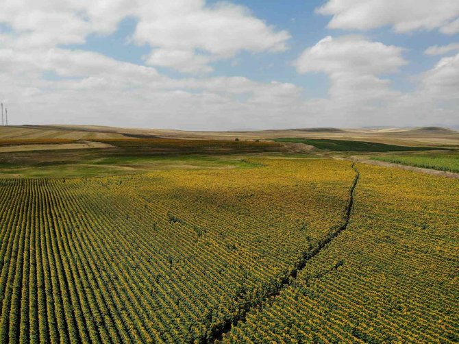 Kars’ta Tarlalar Sarıya Boyandı