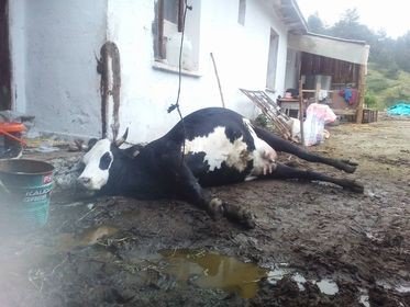 Elektrikli Telin Çarptığı Telef Oldu