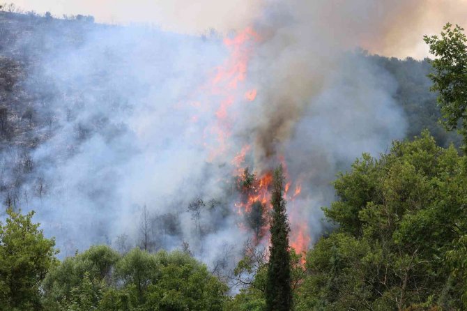 Kocaeli’de Ormanlık Alanda Yangın Çıktı, 4 Hektar Alan Küle Döndü